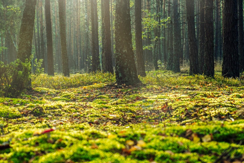 Klimaschutzprogramm 2026 geleakt